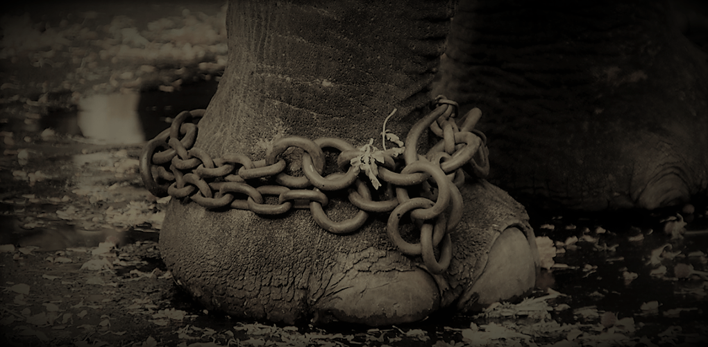 鎖に繋がれた象